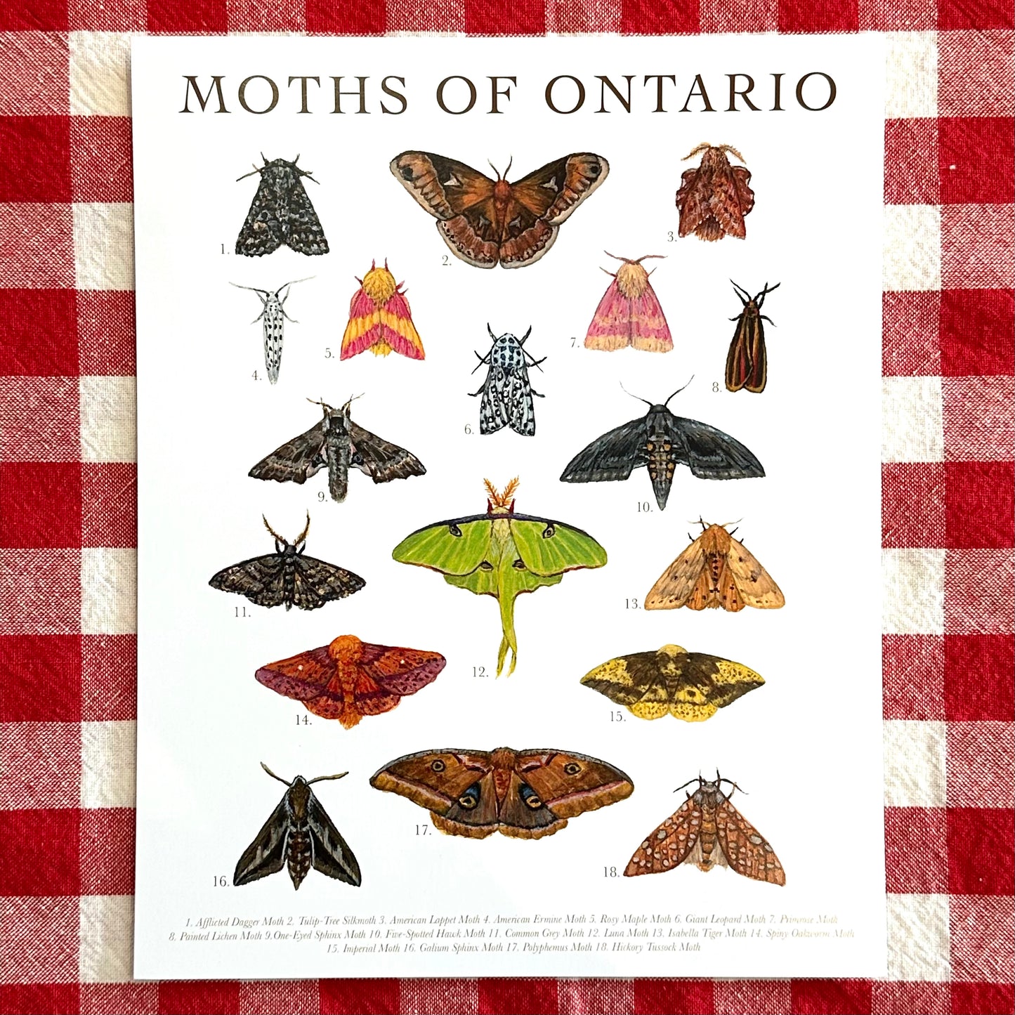 Moths of Ontario Print