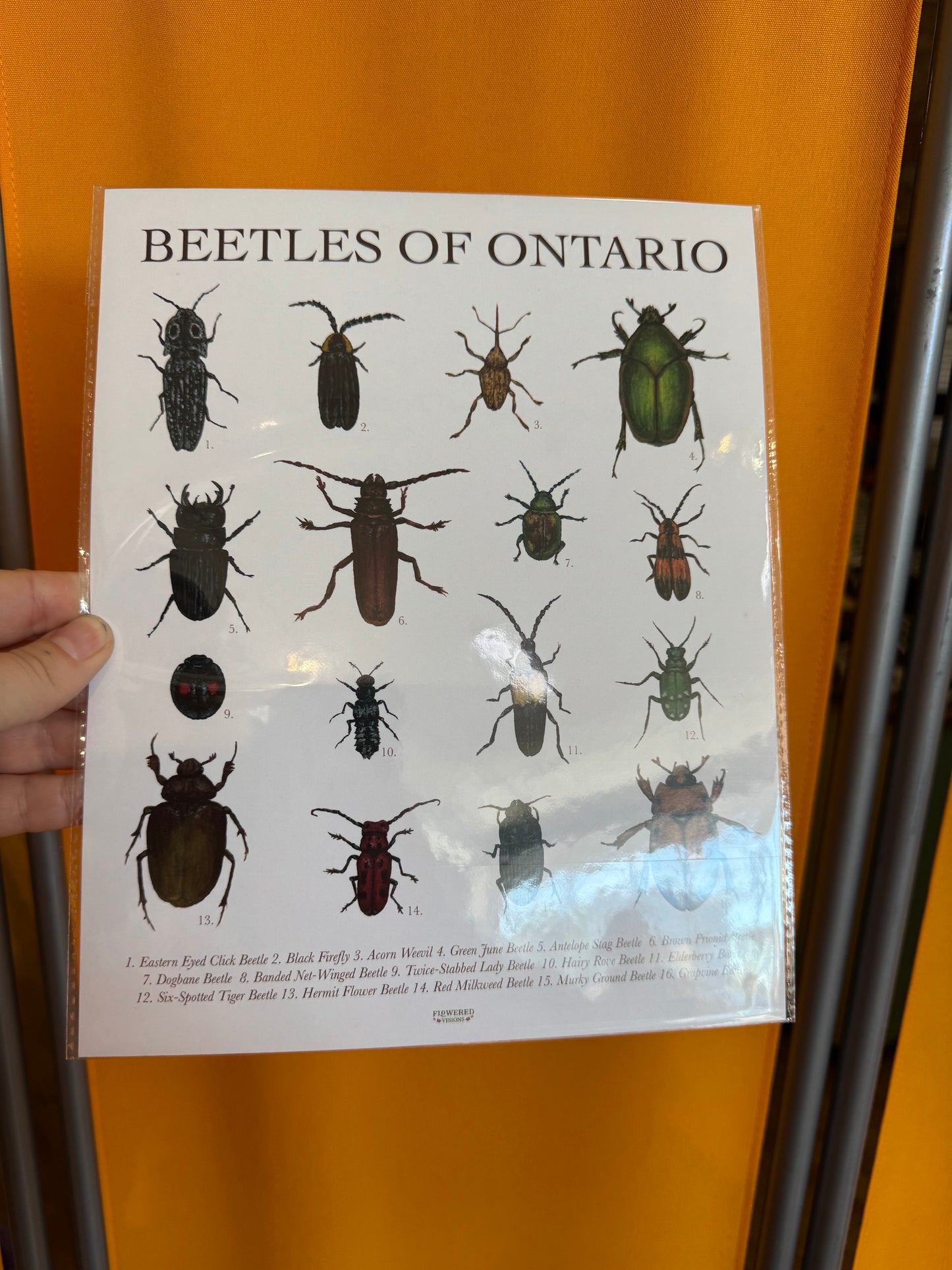 Beetles of Ontario Print