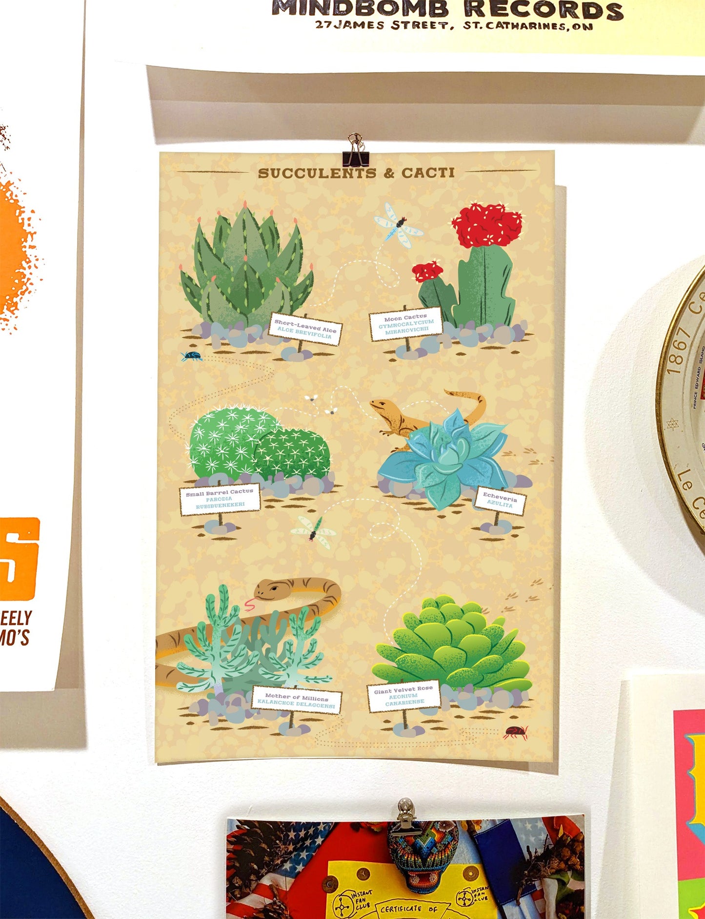 Succulents and Cacti Poster
