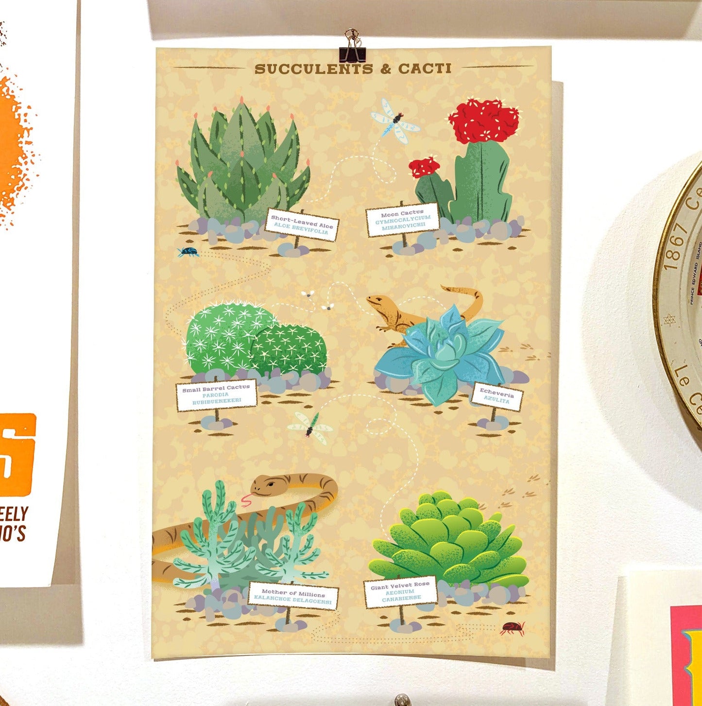 Succulents and Cacti Poster