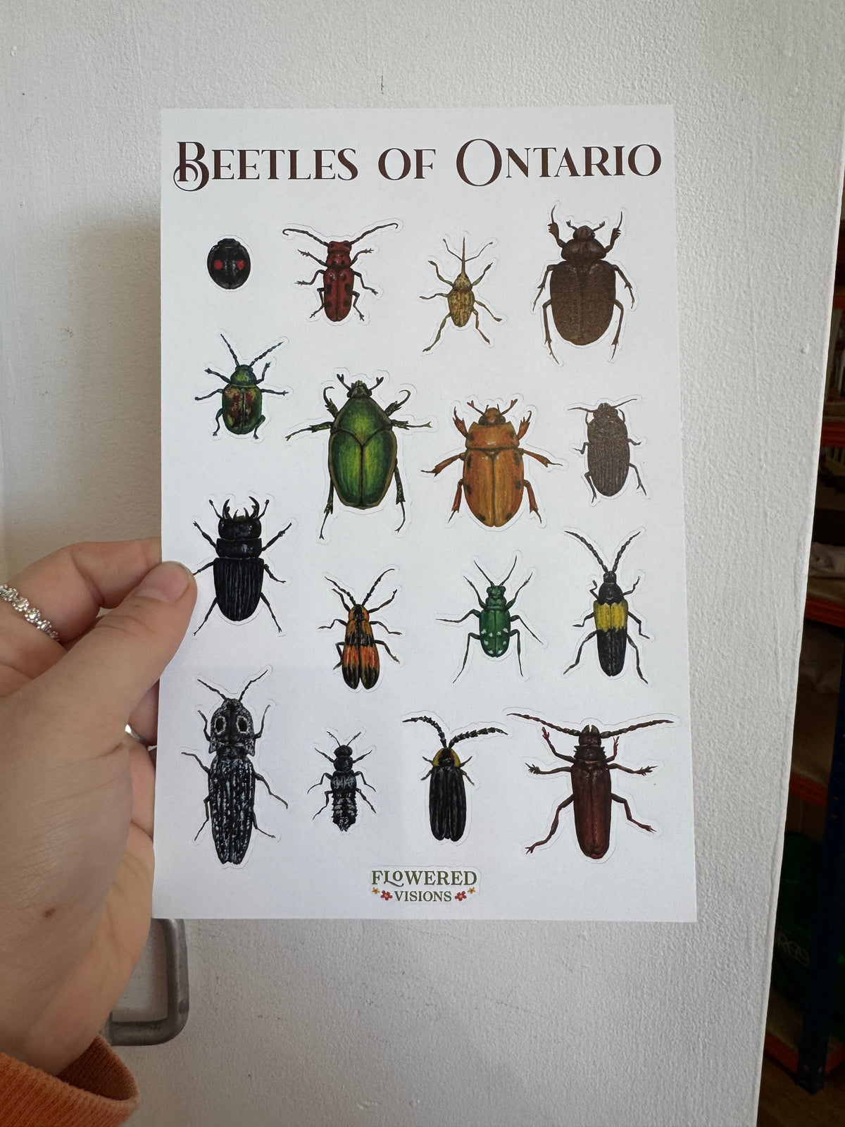 Beetles of Ontario Sticker Sheet