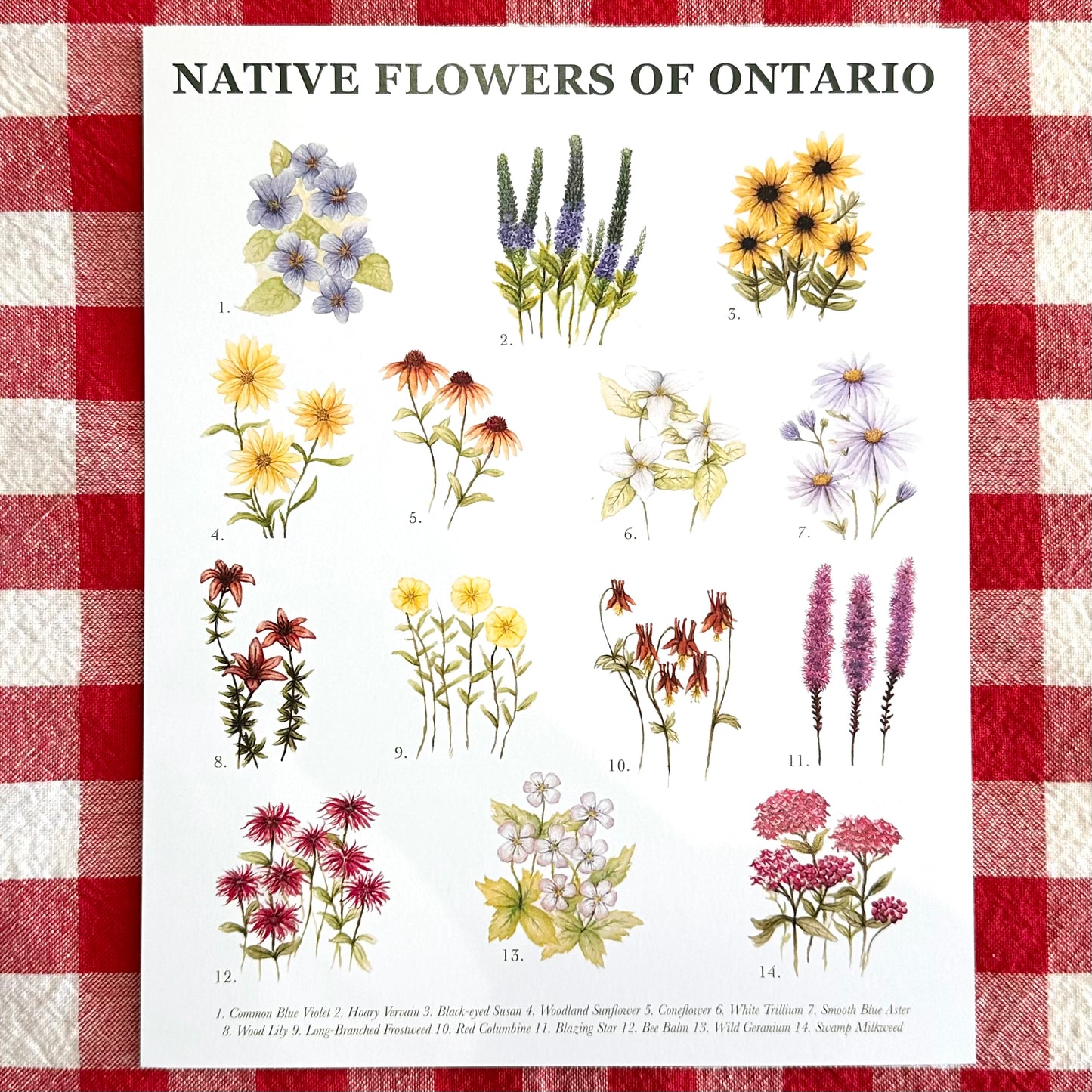 Native Flowers of Ontario Print