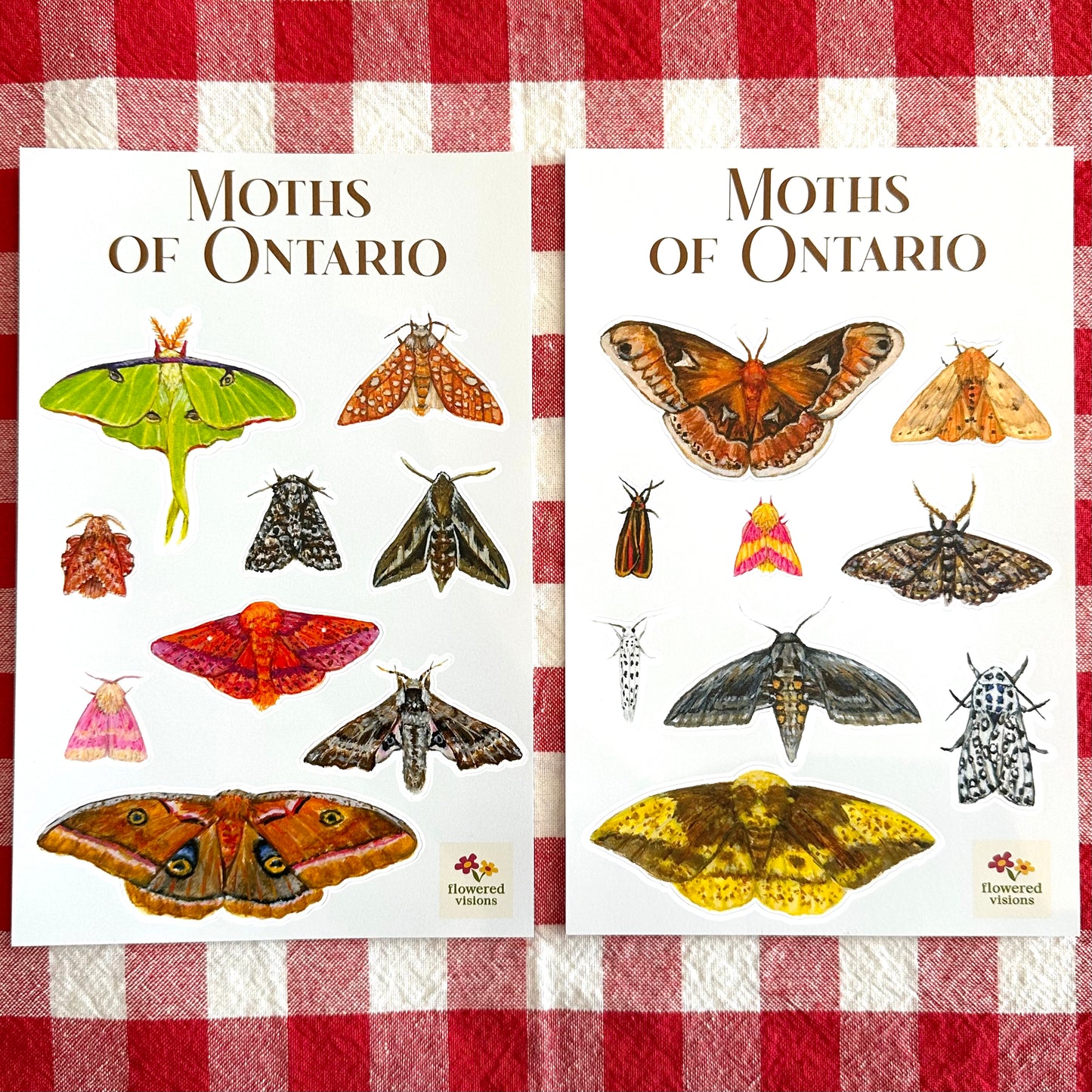 Moths of Ontario Sticker Sheet