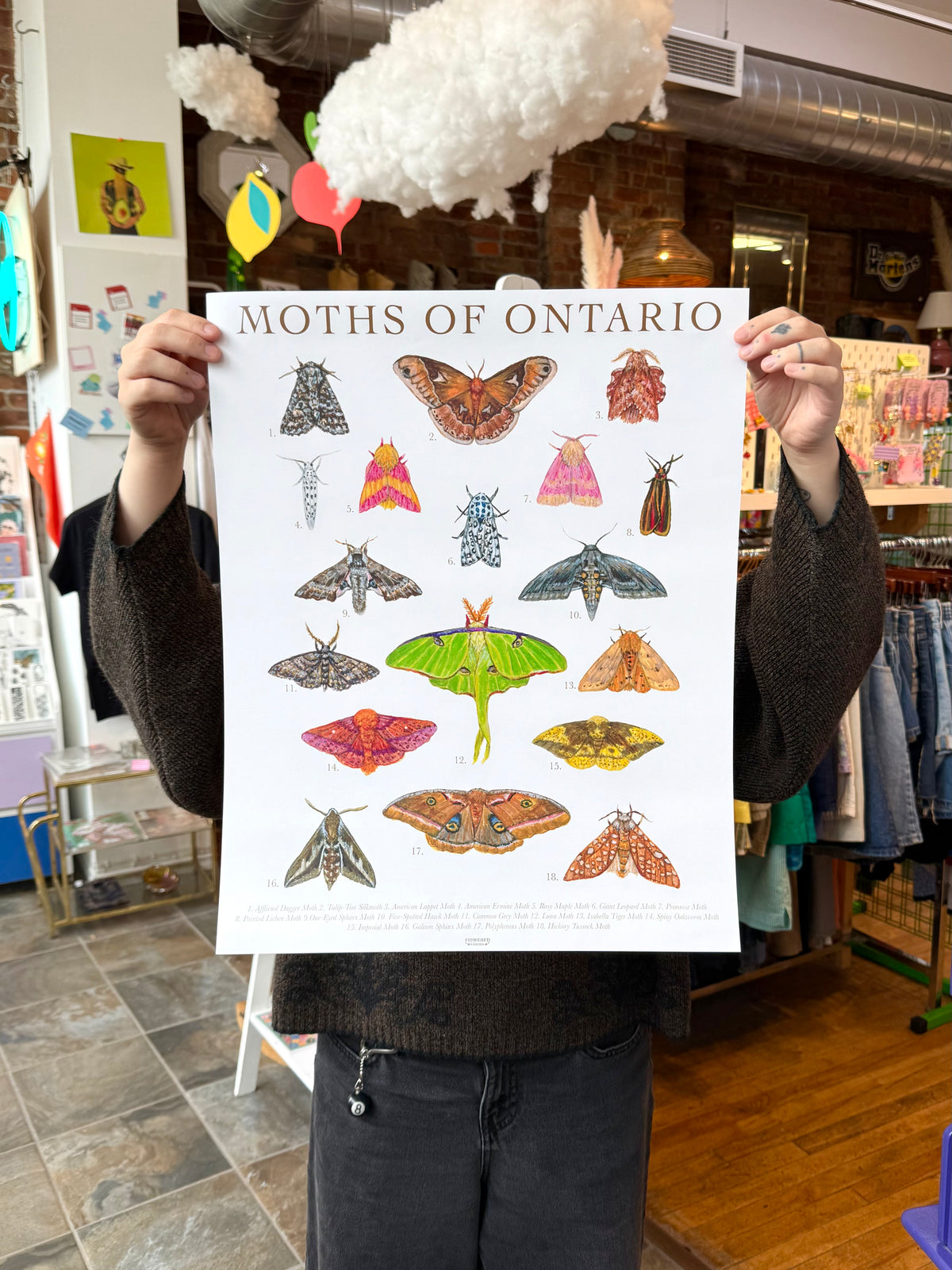 Moths of Ontario Poster